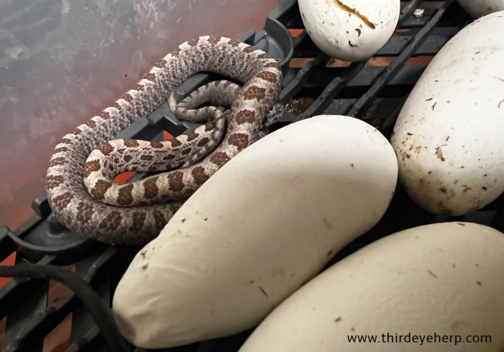 Baird's Rat Snake